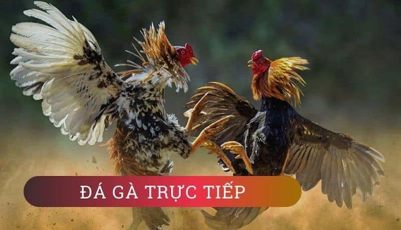 789BET - sân cá cược đá gà số 1 thị trường